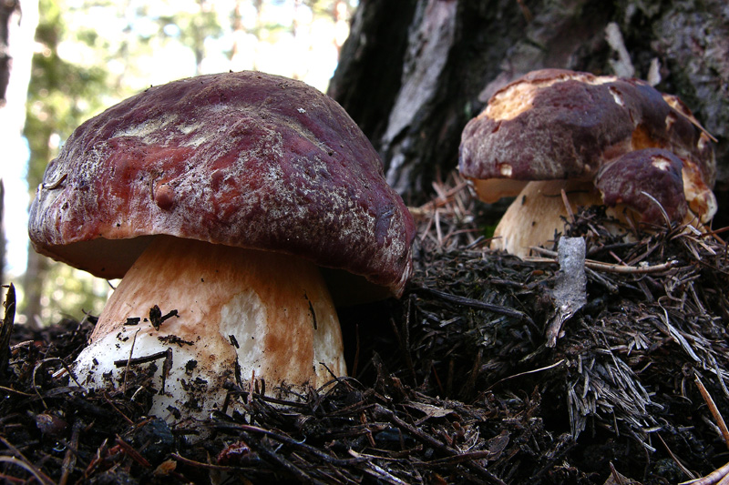 Funghi in primopiano...